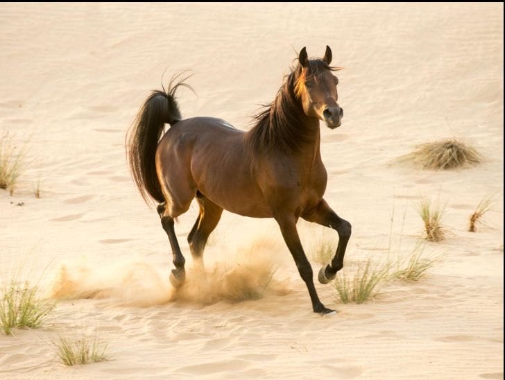 خيل